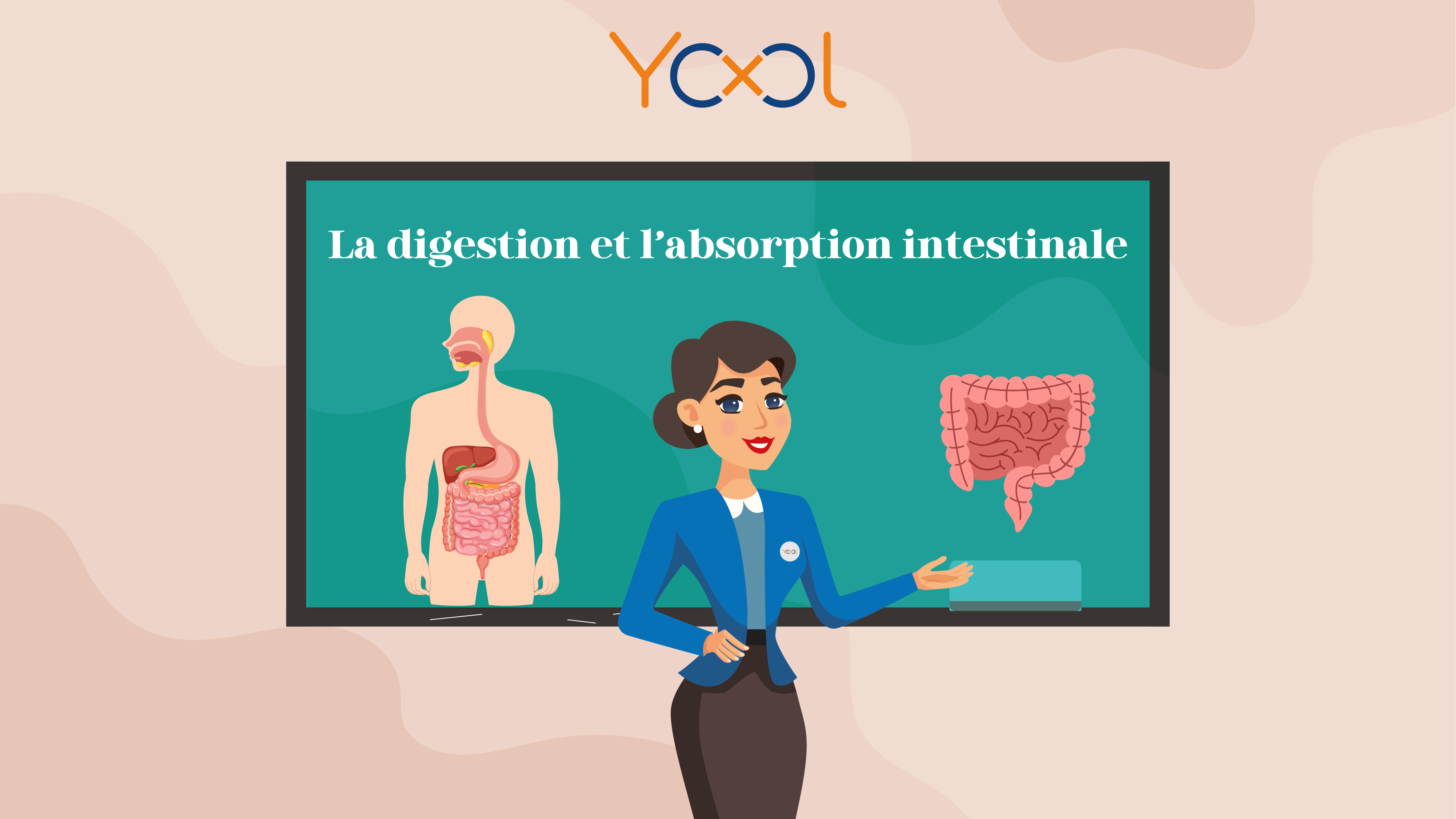 Chapitre 2 : La digestion et l'absorption intestinale