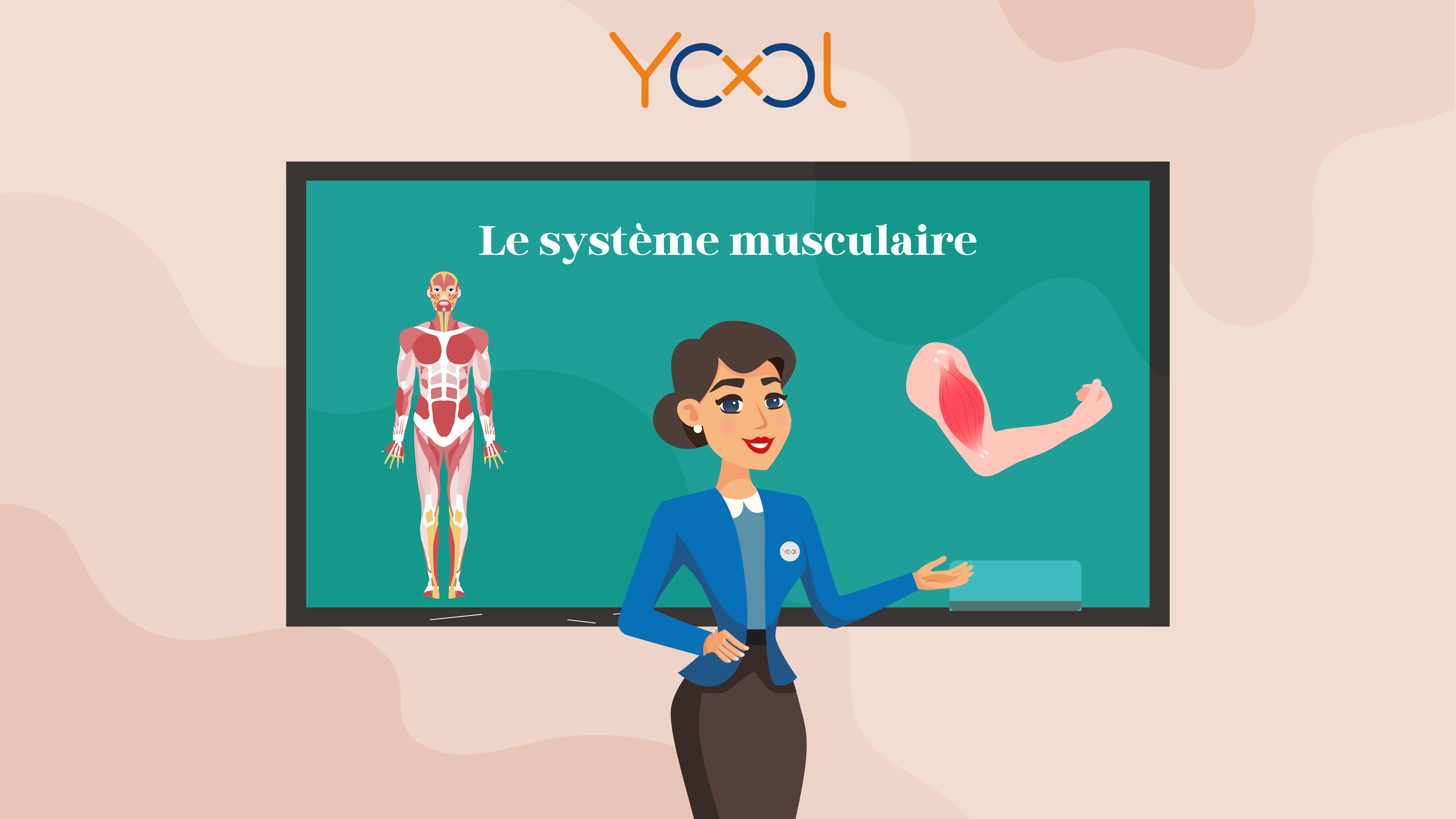Chapitre 8 : Le système musculaire - Partie 1