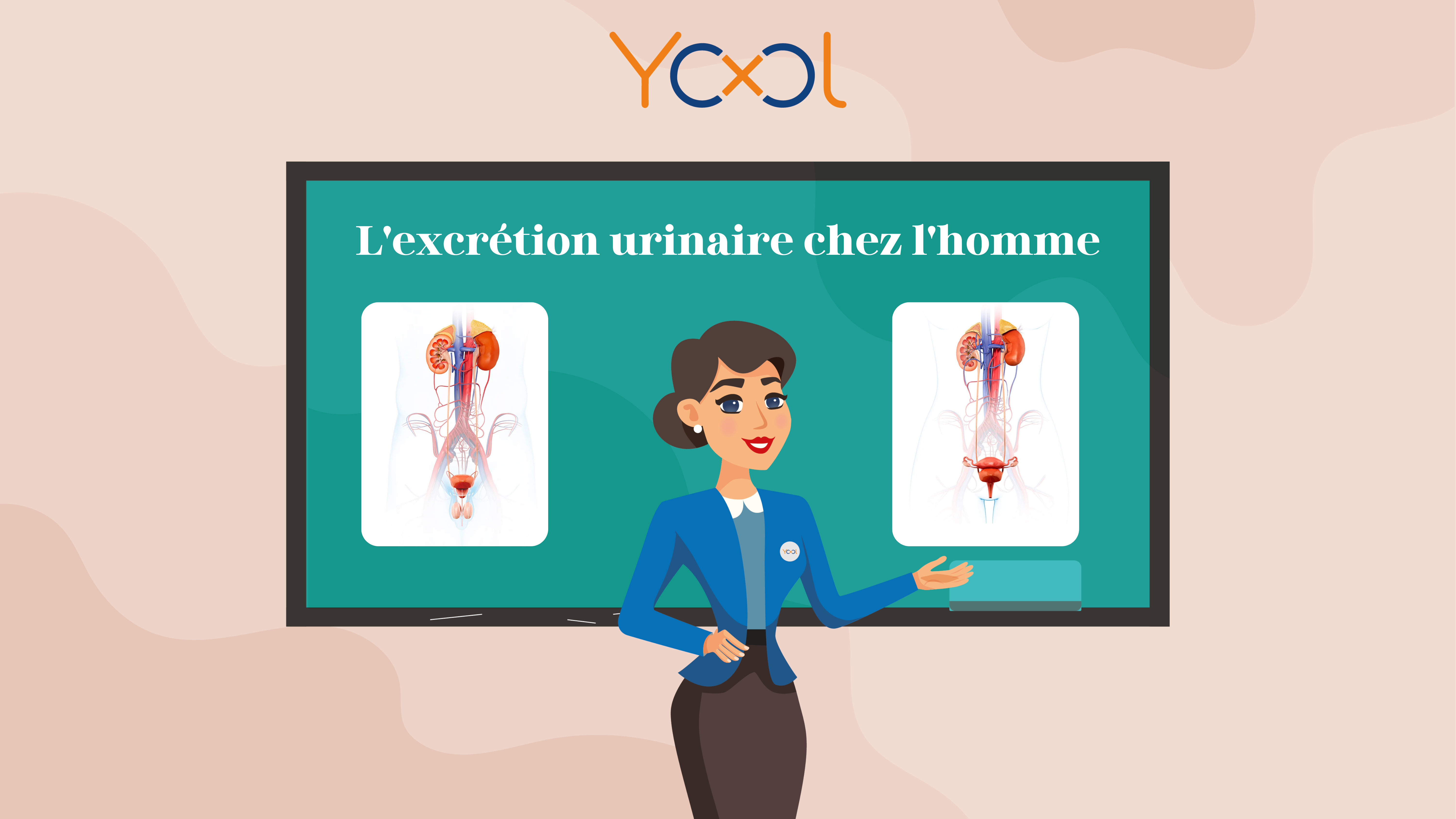 Chapitre 6 : L'excrétion urinaire chez l'Homme