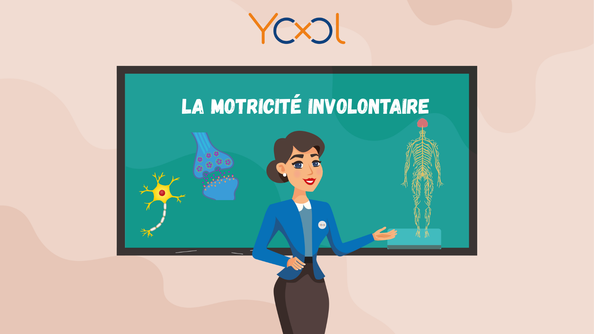 Chapitre 7 : Le système nerveux : La motricité involontaire