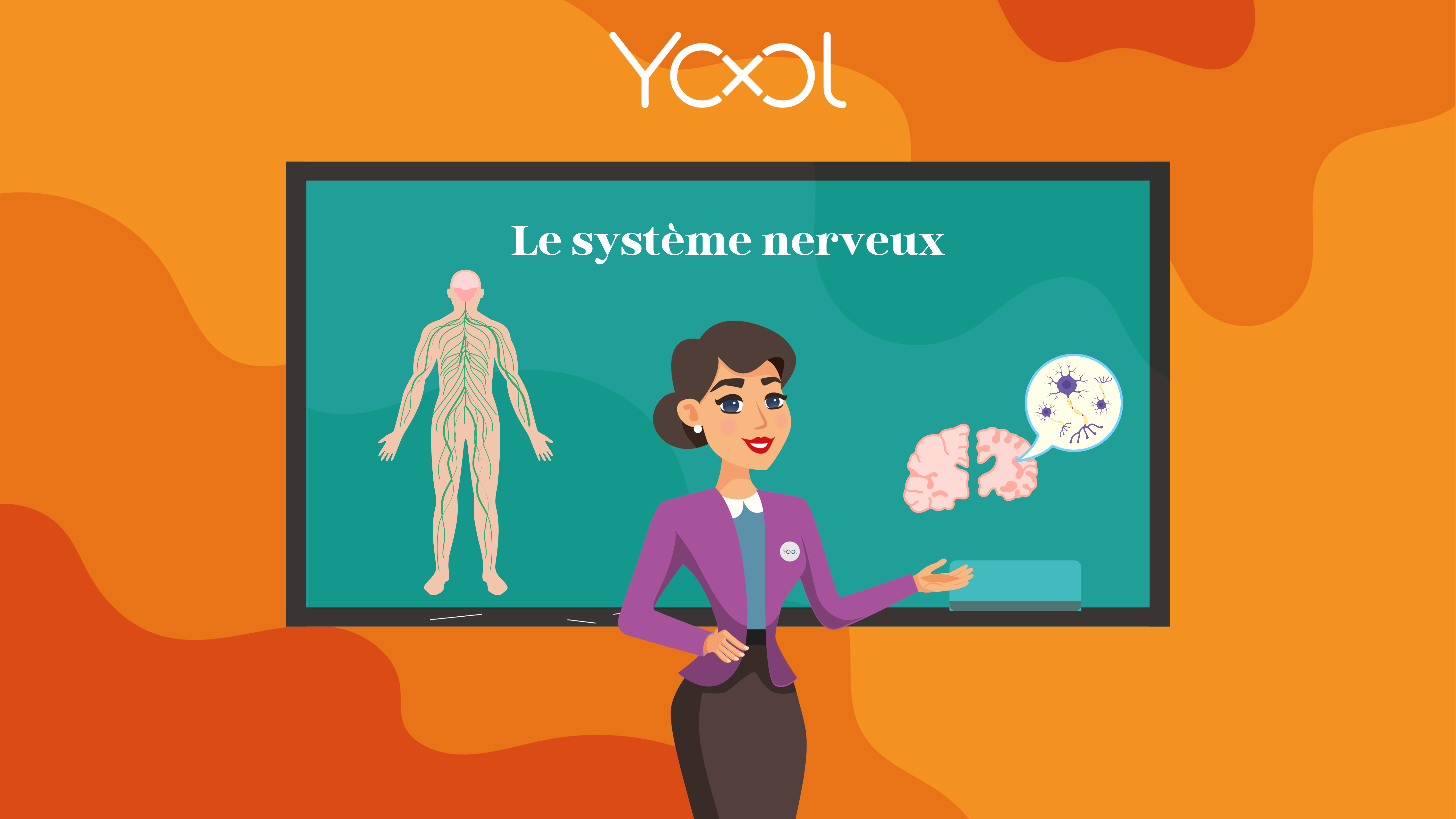 Chapitre 7 : Le système nerveux